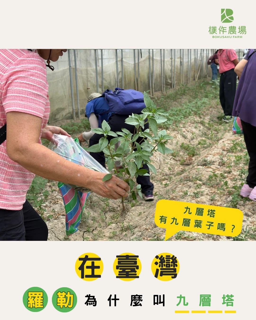 🌿在臺灣，羅勒為什麼叫九層塔？