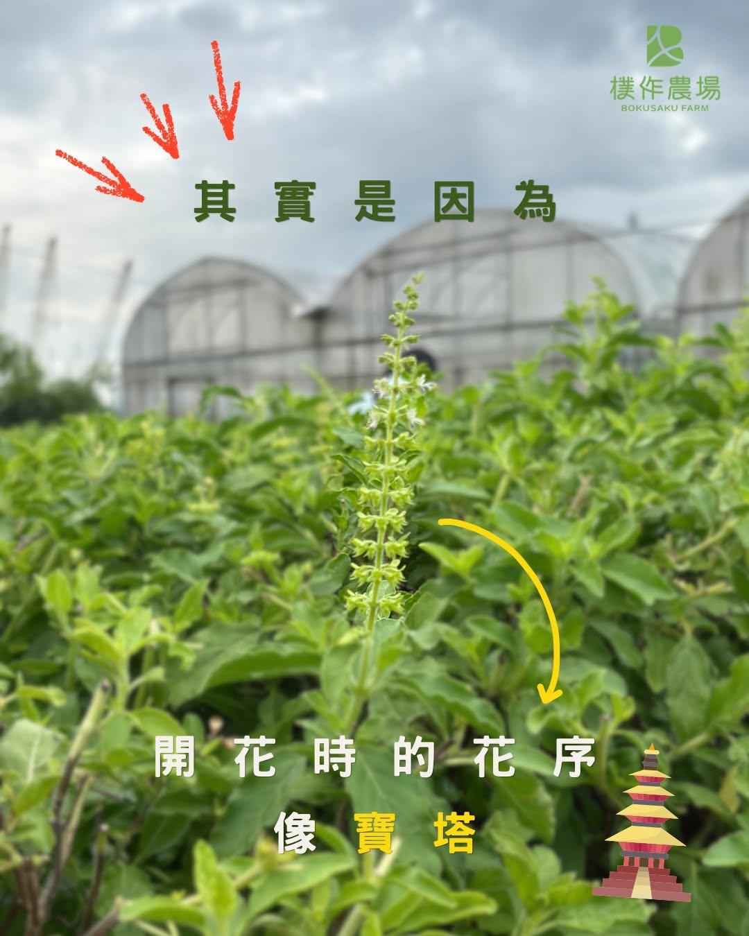 佳合農產股份有限公司,🌿在臺灣，羅勒為什麼叫九層塔？